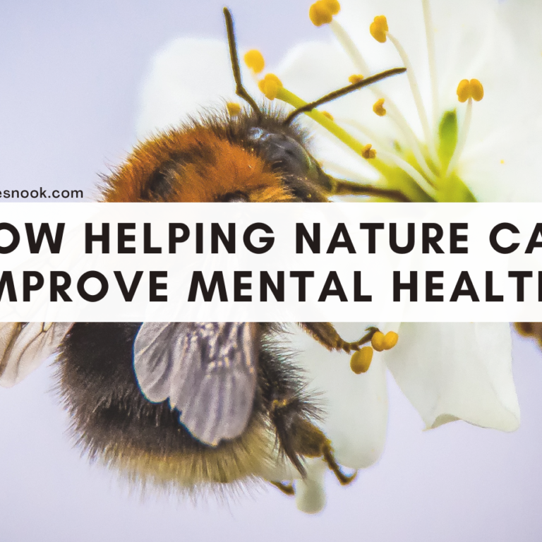 Helping the bees helped my mental health.